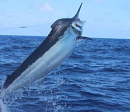 Marlin Fishing Australia - Australian Marlin Fishing Charters Cairns